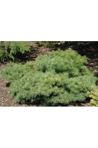 Крупний план пагонів сосни Blue Shag, що показує м’яку і тонку хвою.